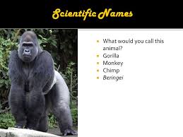 Classification What Would You Call This Animal Gorilla Monkey Chimp Beringei Ppt Download