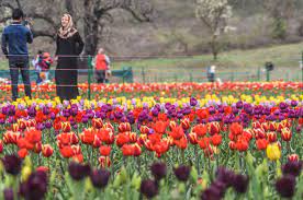 Check spelling or type a new query. Valley Can Help Cut Flower Import