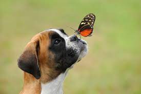 16 of the world s most amazing boxer dogs page 6 of 6 the dogman boxer dogs boxer boxer puppies