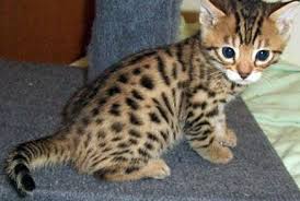 390 remage munchkin female kitten. Bengal Kitten Bengal Kitten Kittens Cutest Cute Animals