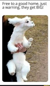 Free To A Good Home Just A Warning They Get Big Ifunny Memes Home Goods Ifunny