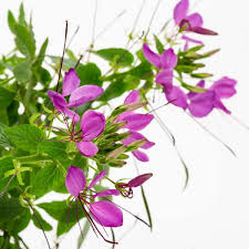 Image result for Cleome oxyphylla