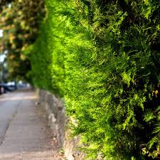 This cedar tree hedge is more decorative in nature and defines the curve of the foot path. Western Red Cedar Hedge Thuja Plicata Hedges Direct