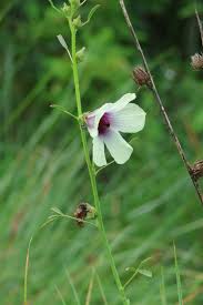 Image result for Hibiscus cannabinus