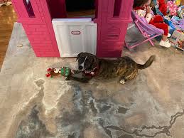 I think Coffee enjoyed his first Christmas with us! We sure enjoyed it with  him!