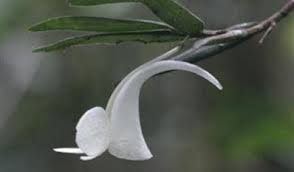 Image result for Platycoryne pervillei