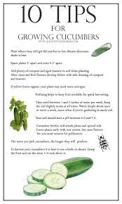 How much water do cucumbers need? 10 Tips For Growing Cucumbers A Healthy Life For Me