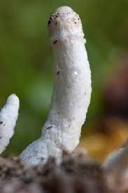 Do you like this video? Mushroom Filigree White Flocked Compost Mushroom Insect Composting Flora Nature Macro Pxfuel