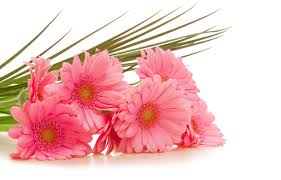 Rare flowers exotic flowers pretty flowers white flowers nature plants flowers nature cute flower wallpapers daisy sunflowers and daisies. Pink Daisy Flower In Closeup Photography Hd Wallpaper Wallpaper Flare