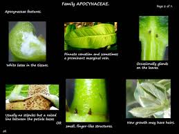 Image result for Apocynaceae subfamily Periplocoideae