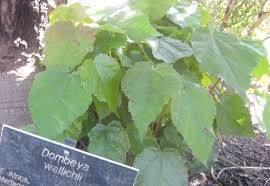 Image result for Dombeya lastii