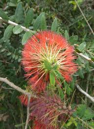 Image result for Melaleuca hypericifolia