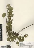 Image result for Rubus apetalus