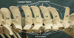 It protects vital organs, provides framework, and supports soft parts of the body. Comparable Parts 10 The Lumbar S Labor For Students Of Horsemanship