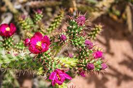 Image result for Opuntia imbricata