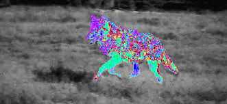 Yovcho Gorchev Gif Wolf Light In The Dark Wolf Visual