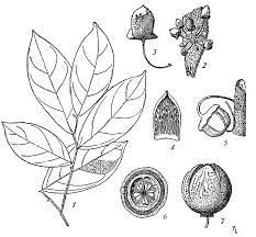 Image result for Brazzeia