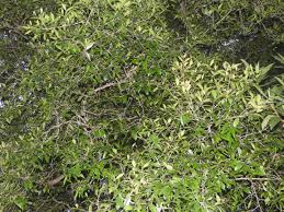 Image result for Pleurostylia