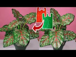 Diy Tanaman Keladi Red Star Dari Plastik Kresek How To Make Caladium Bicolor From Plastic Bag Youtube Di 2020 Pola Bunga Kreatif Bunga