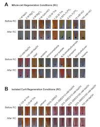 14 february at 11:15 ·. Congo Red Interactions With Curli Producing E Coli And Native Curli Amyloid Fibers