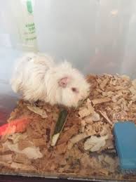 Buna,doresc sa adopt sau sa cumpar un porcusor sau o pereche(la un pret rezonabil) de porcusori pufosi. Donez PorcuÈ™or De Guineea Adroa Zoo