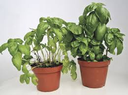 Basilikum im eigenen garten kultivieren: Basilikum Im Winter