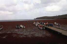 Seaweed Problems In The Caribbean – Jax Fax Travel Marketing Magazine