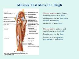 Judicial building 300 dexter ave. Muscles Of The Body Ppt Video Online Download