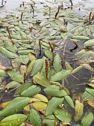 Image result for Potamogeton nodosus