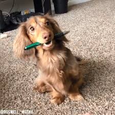 Dapple Dachshund Video Dapple Dachshund Daschund Puppies Dachshund Dog
