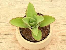 Kalanchoe Laetivirens Suculentas Plantas Cactos E Suculentas
