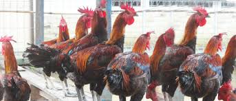 Memandikan ayam memakai air hangat. Cara Memulai Usaha Ternak Ayam Bangkok Kualitas Juara