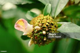Image result for Costus afer