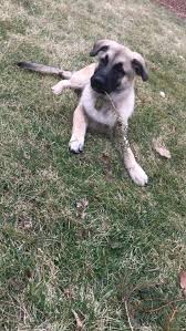 Don't miss what's happening in your neighborhood. Anatolian Shepherd Puppies For Sale Dekalb Il 301405