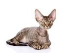 Devon rex cat | 10 of the best pets for allergy sufferers ...