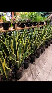 Image result for Sansevieria trifasciata