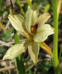 Image result for Wachendorfia