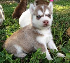 Husky puppies for sale $100. Howl At The Moon Siberian Husky Rescue Inc Home Facebook