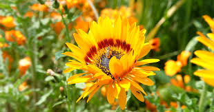 Image result for Arctotis