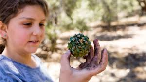 Pine Nuts—Sacred Staple from Highland Forests