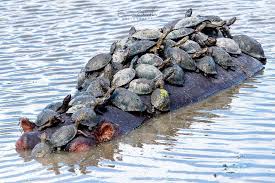 hippo raft a large clan of turtles using a hippo to sunbathe kruger national park simon smith photography africa wildl hayvanlar alemi hayvanlar ale