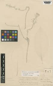 Image result for Dracaena camerooniana