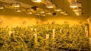 México dio ayer miércoles un nuevo paso para regularizar el consumo recreativo de mariguana en el país con la aprobación en la cámara de diputados de un dictamen que permite la venta de cannabis. Inicia Discusion Para Legalizar El Uso Recreativo De La Marihuana En Mexico