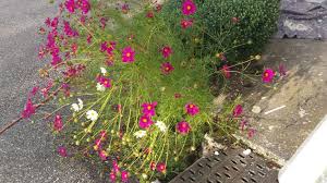 Kenikir atau ulam raja (malaysia) merupakan tumbuhan yang berasal dari keluarga asteraceae dan memiliki nama latin cosmos caudatus kunth. Kenikir Indonesia Dan Kenikir Austria Dan Manfaatnya Untuk Kesehatan Mely Daily From Austria