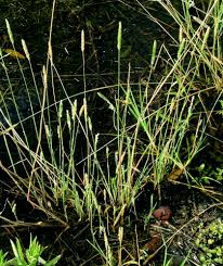 Image result for Leptochloa coerulescens