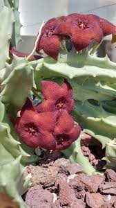 Image result for Orbea melanantha