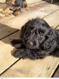 37 Doxiepoo Ideas Doxiepoo Dogs Puppies