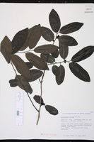 Image result for Diospyros mweroensis