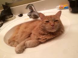 tim loves his sink. too bad he also