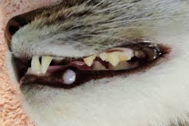 Dental disease is such a rampant problem, and is so easily prevented, that february of every year is designated as national pet dental health month. Cat Teeth Have Their Own Unique Structure And Disease Vetrica